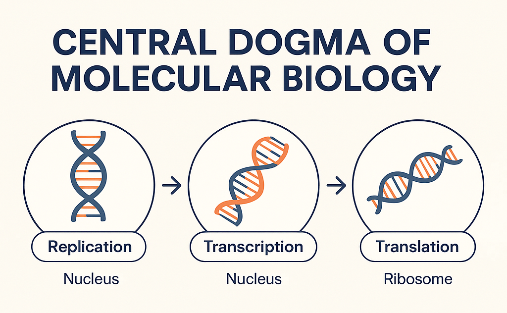Central Dogma Of Life